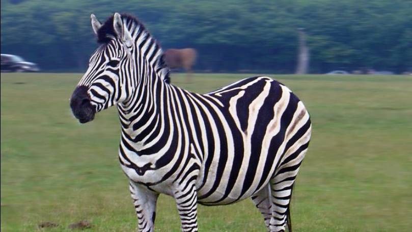 Zebra
