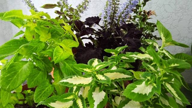 Колеус:  домашний оазис ярких красок -  уход и размножение