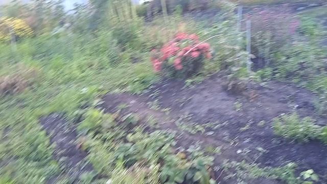 20.9.25г.   Небольшой Обзор ОГОРОДА!!!