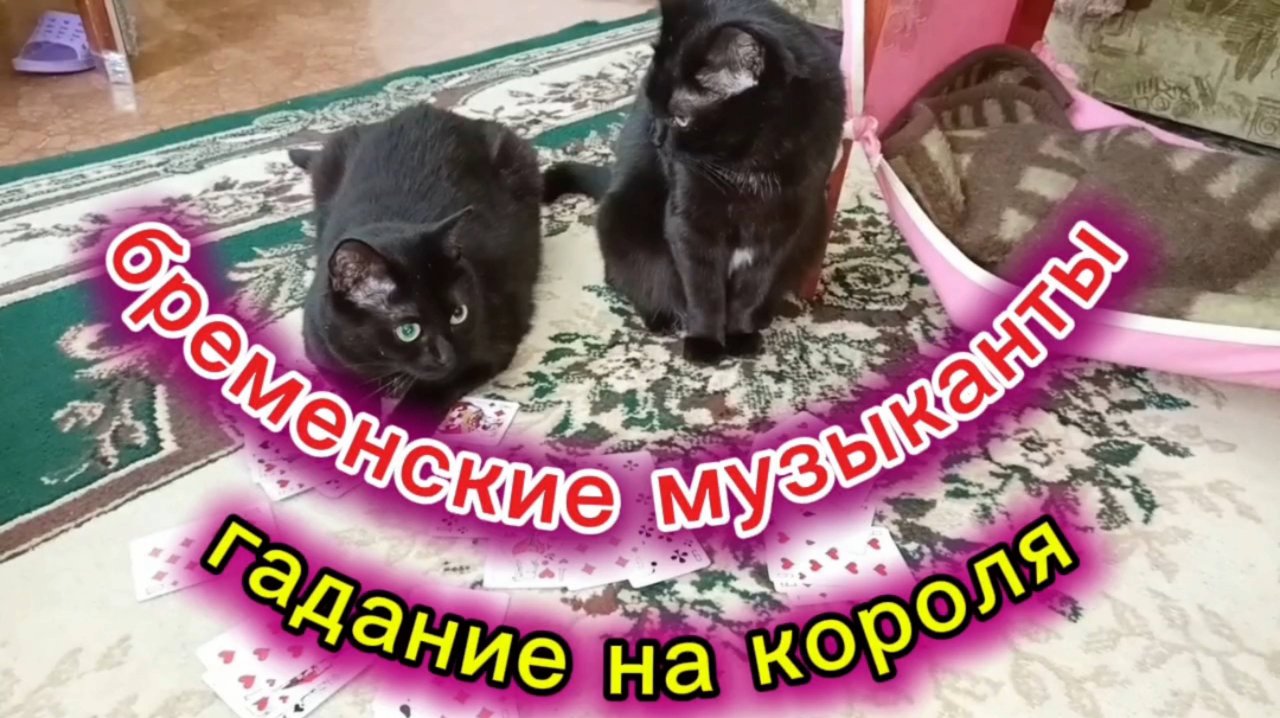 Кошки с озвучкой . Песня разбойников из "Бременских музыкантов" .