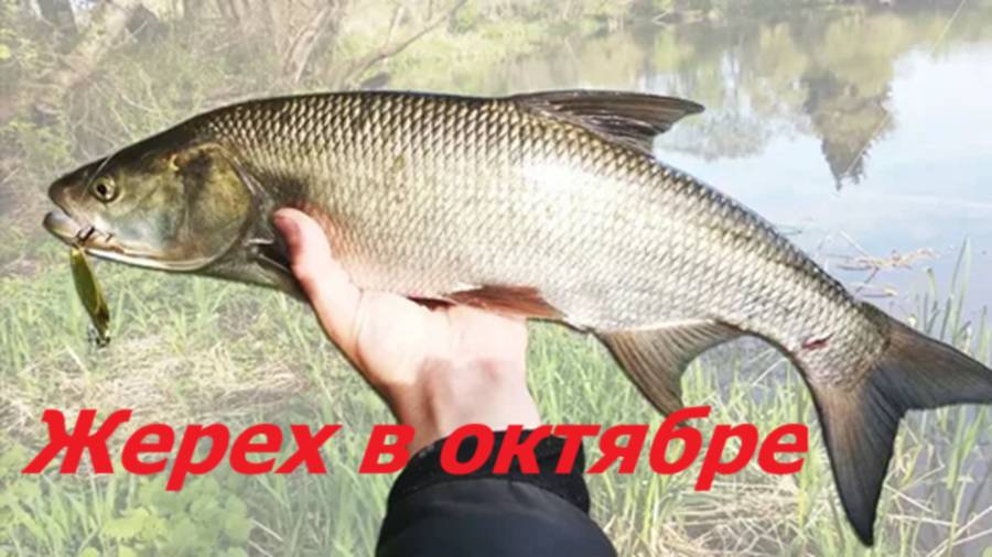 КАК ЛОВИТЬ ЖЕРЕХА в ОКТЯБРЕ? ПРИМАНКИ и СНАСТИ для РЫБАЛКИ. МЕСТА и ВРЕМЯ для ЛОВЛИ ЖЕРЕХА ОСЕНЬЮ