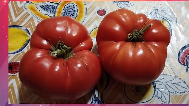 Минусинские сорта томатов