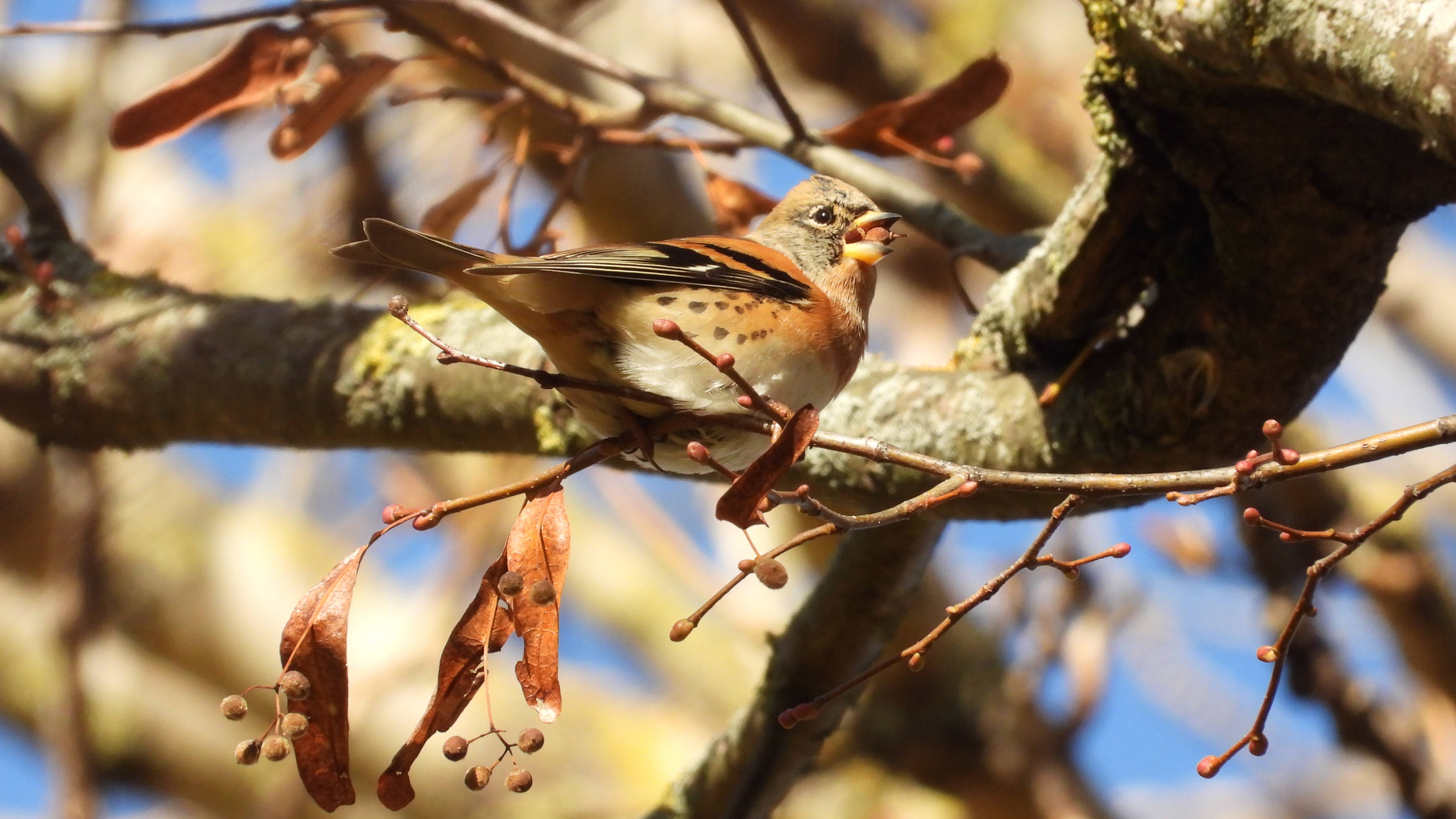 Юрок ест почки Липы, наблюдение птиц в Великом Новгороде 18 октября 2025
