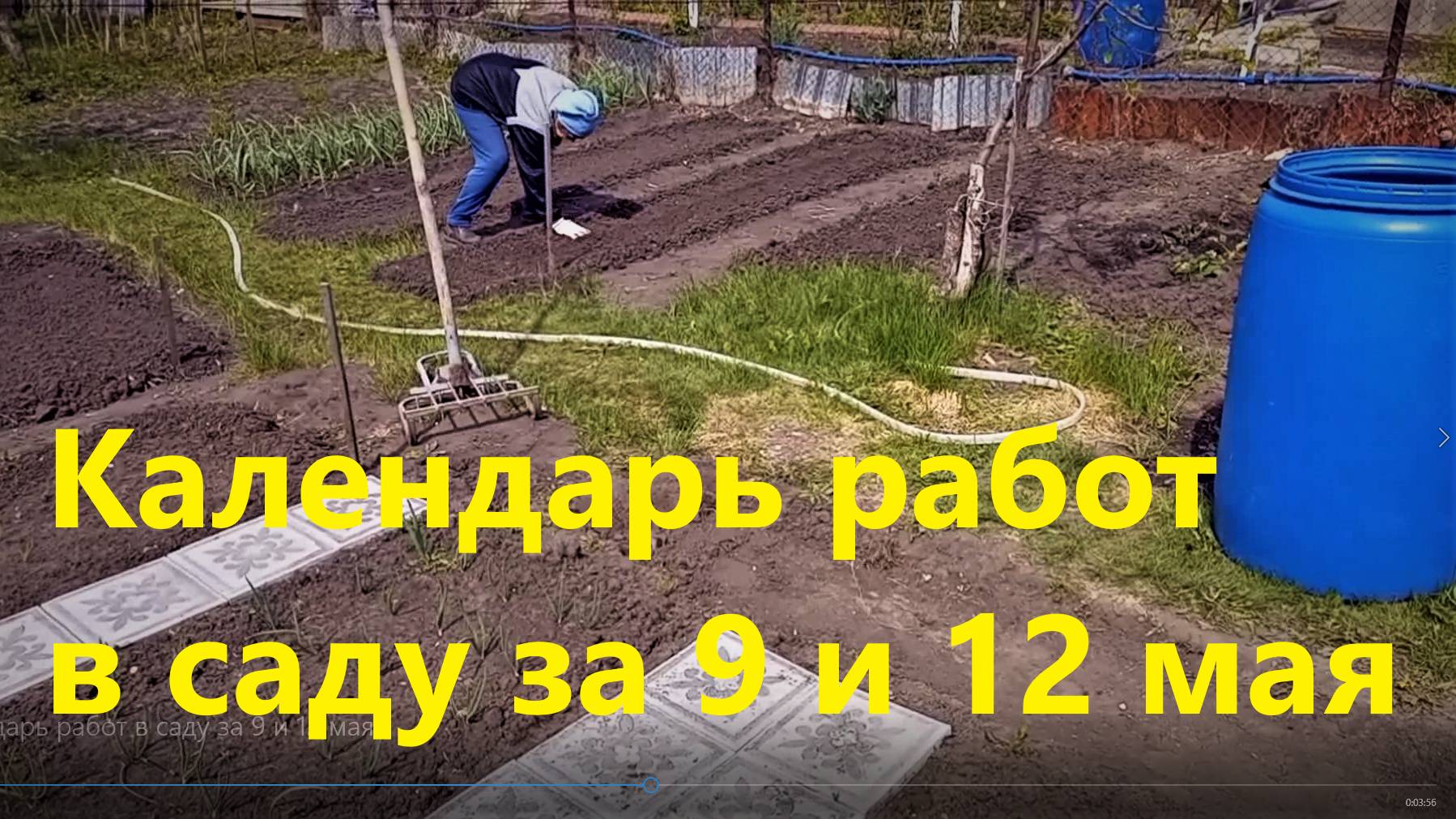 Календарь работ в саду за 9 и 12 мая.