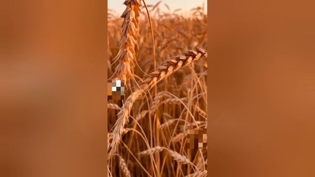 19.10.25 МОИ СТИХИ. ГРУСТЬ ВОСПОМИНАНИЙ. АВТОР ЕЛЕНА СКРЯБИНА.02.04.15г АВТОРСКИЕ ПРАВА ЗАЩИЩЕНЫ.