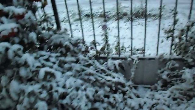 цветы в снегу