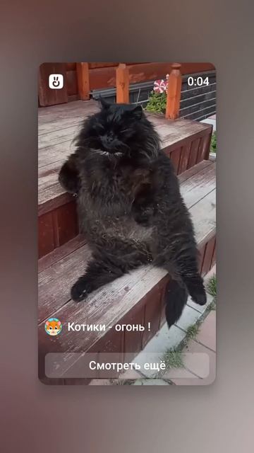 бомбический кот