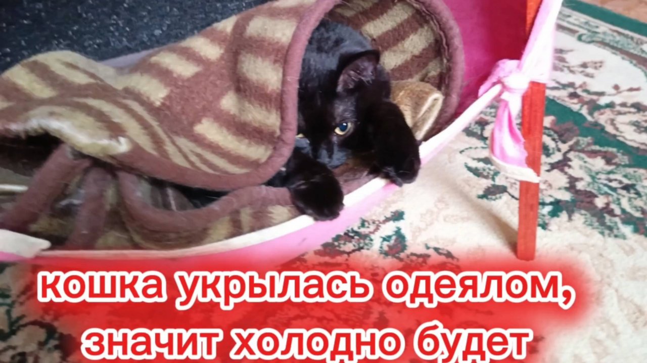 Забавные кошки.