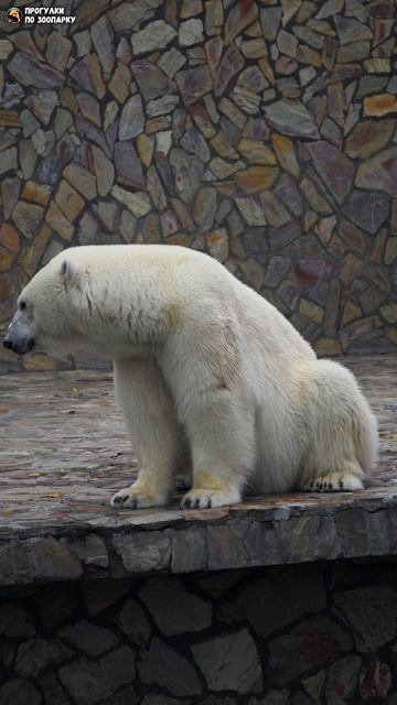 Медведица Хаарчаана умыла лапу и отдыхает. Ленинградский зоопарк