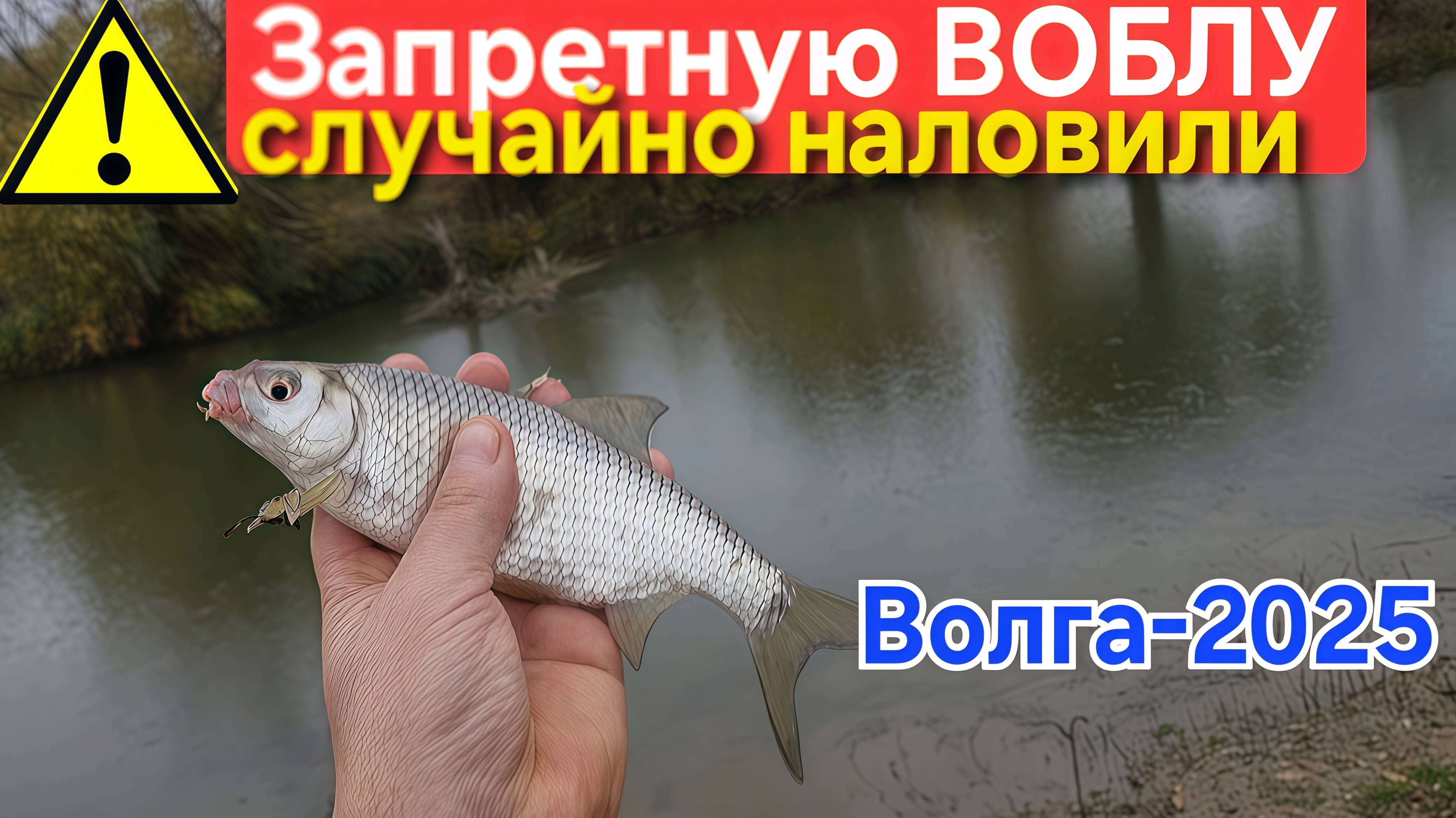 ⚡️Осенняя Вобла на "макуху" дуром клюёт 🔥 в Астрахани рыбачим на Волжском Ерике в Октябре 2025 !