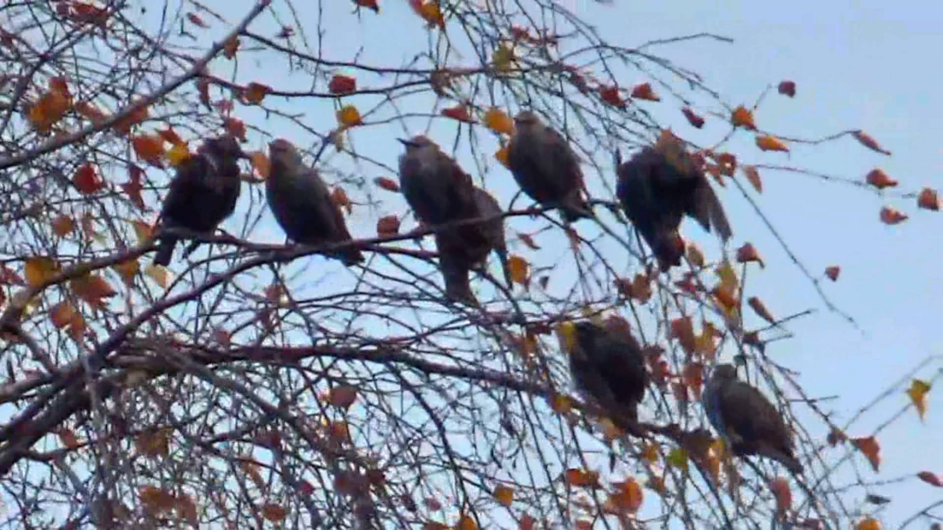 Стая скворцов перед отлетом на юг