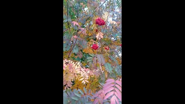 Краски осени.