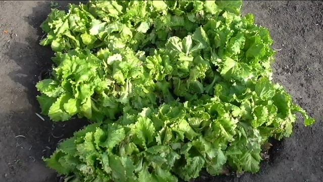 Салат осенью