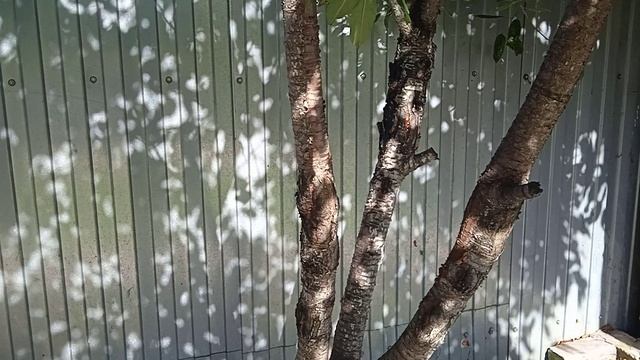 21.9.25г.  Часть1.   Убрали ПЛОДОВЫЕ ДЕРЕВЬЯ!!!😒        Как Жалко🍒🍒🍒 ВИШЕН!!!