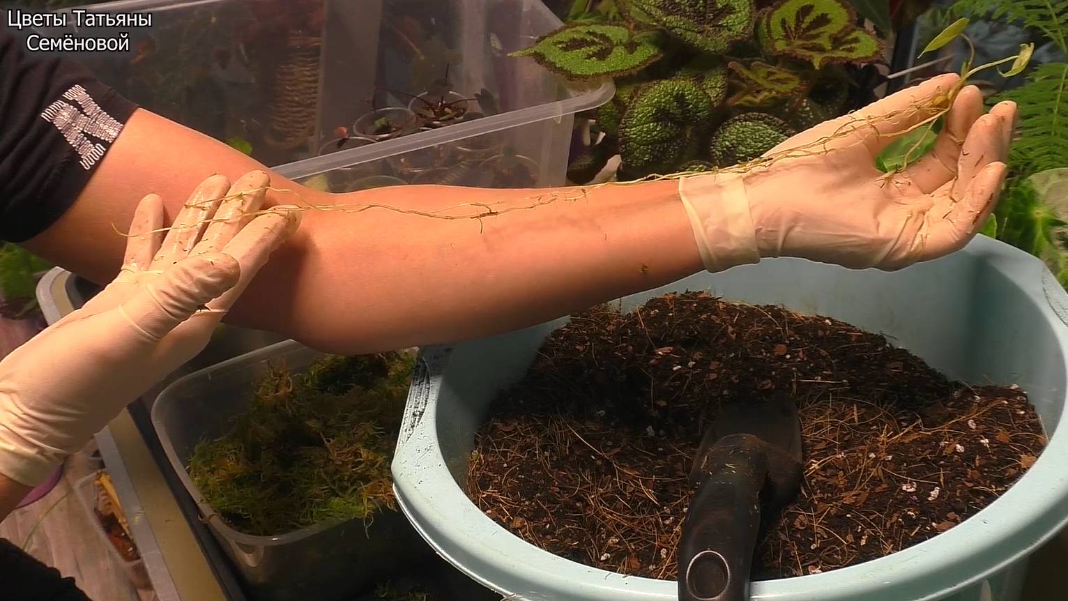Клоны Алоказий адаптировались! Переселение из мха в питательный состав. #Scalprum #BlackMagic