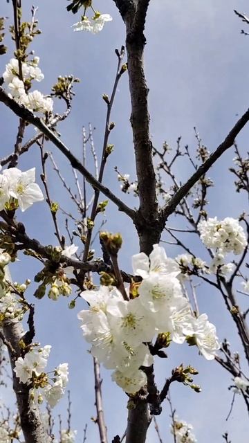 Весна #Узбекистан #Весна #Цветение #ПриродаУзбекистана #Магнолия #Абрикос #Персик #Вишня  #Красота
