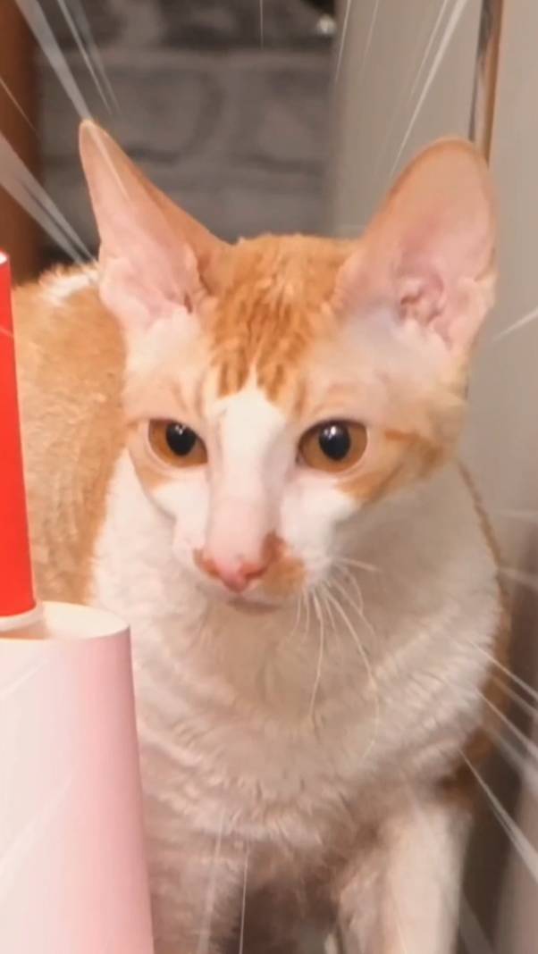 ТОП челленджей для котейки😺