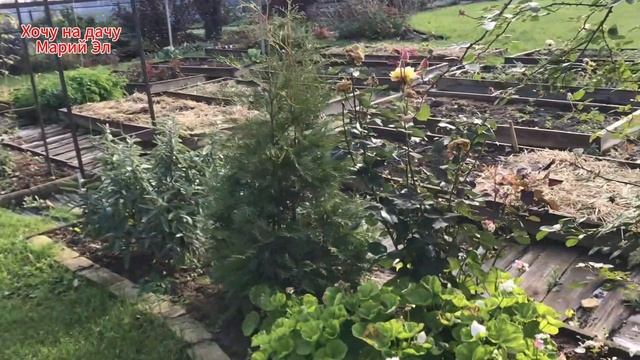 Подготовка участка к зиме. Погода отличная.