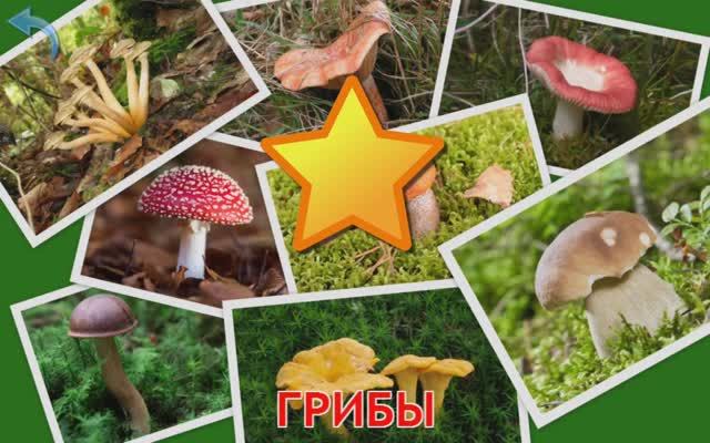 Изучаем Грибы. Карточки Домана для детей. Учимся играя.