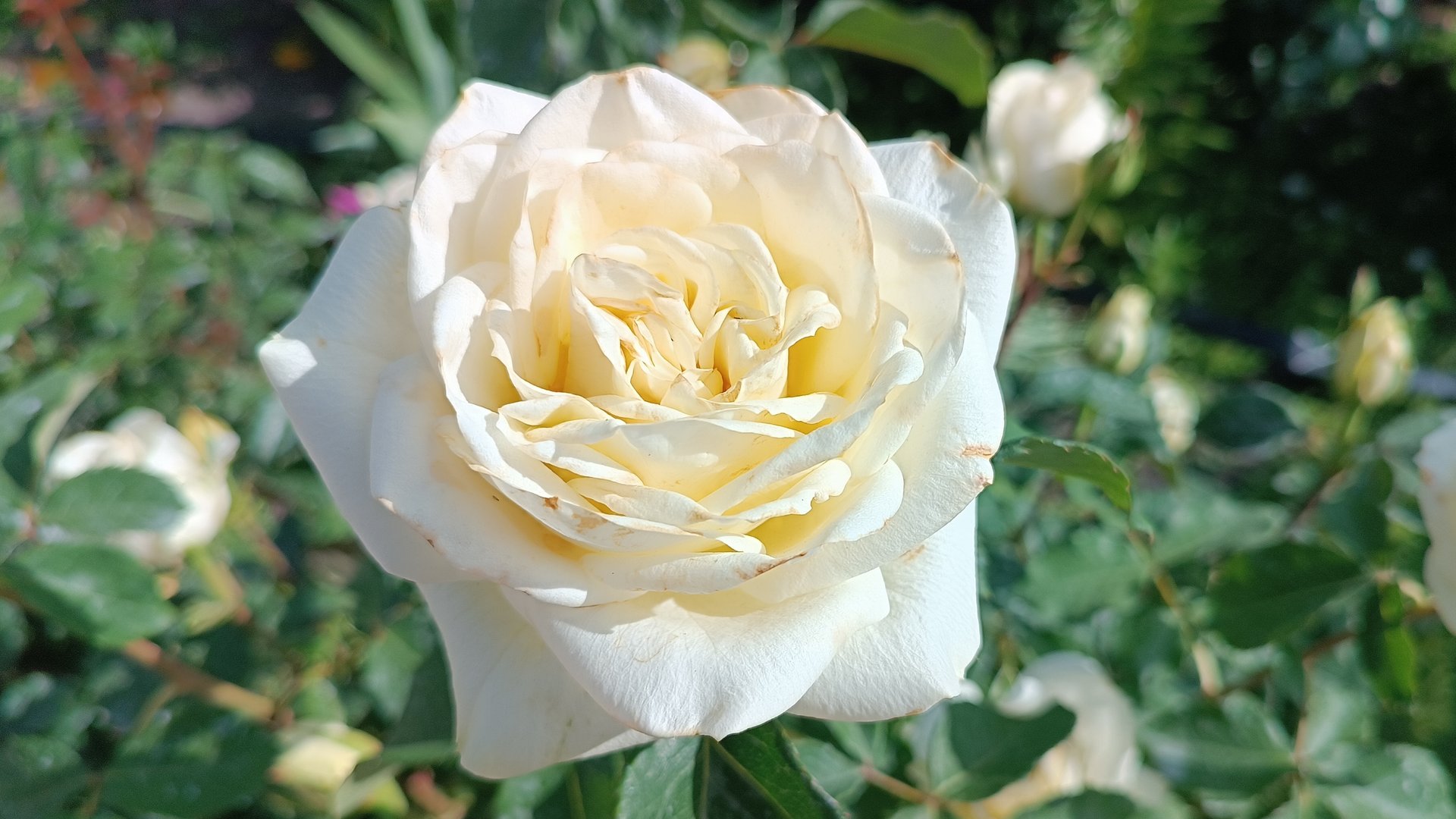 Всё о розе Аваланж (Avalanche)