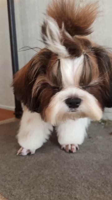 Малышка ши-тцу Молли впервые подстриглась. Зоосалон Eteluin г. Краснодон.