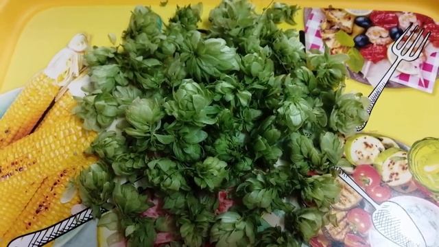 Хмель Для Приготовления Дрожжей! Как Заготовить Хмель Впрок!