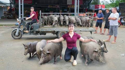Selling Herd Of 600KG Pigs Each After 4 Month Of Raising - Use Truck Transport Pig Go To Sell.