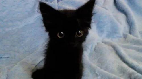 Эти забавные коты