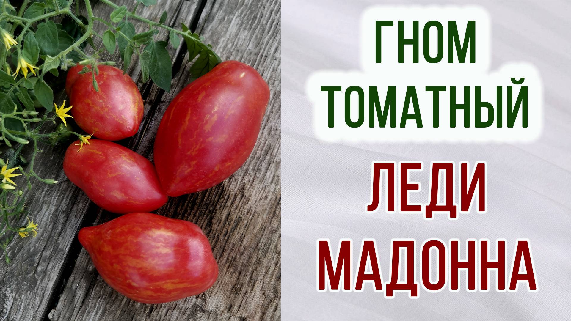 Гном томатный ЛЕДИ МАДОННА. Обзор + Отзыв. Урожайность. Вкус.