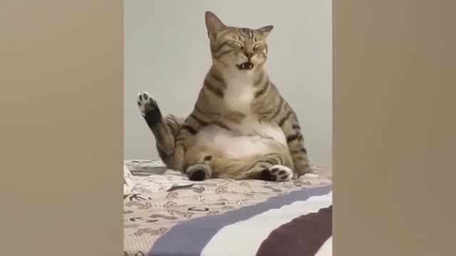 Лучшие смешные кошки и собаки 😺🐶