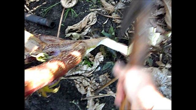 Клещевина в конце сезона