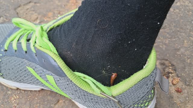 🪱 Сухопутные пиявки в тропиках! Что за «зверь» и что с этим делать