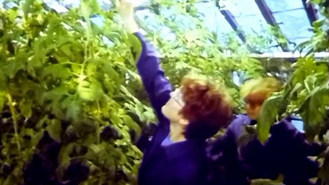 1989 год. Новый Уренгой. Теплицы