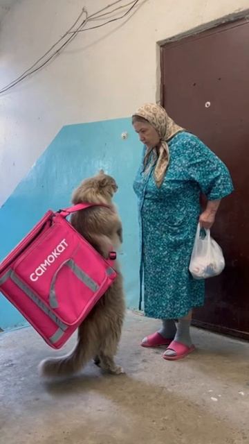 🤣 Кожаная... Я КОТ САМОКАТ... 🤣