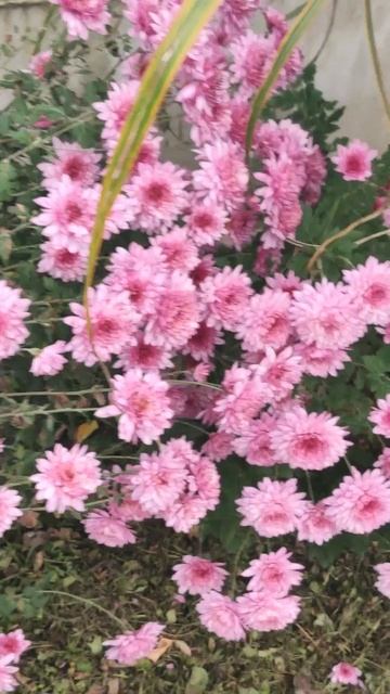 Осень, хризантемы