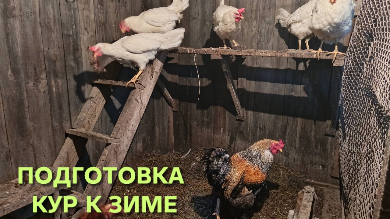 Куры-несушки Как подготовить кур к зиме правильно