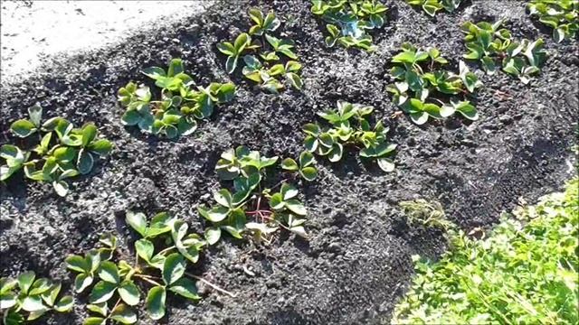 Укрытие клубники на зиму сосновой хвоей