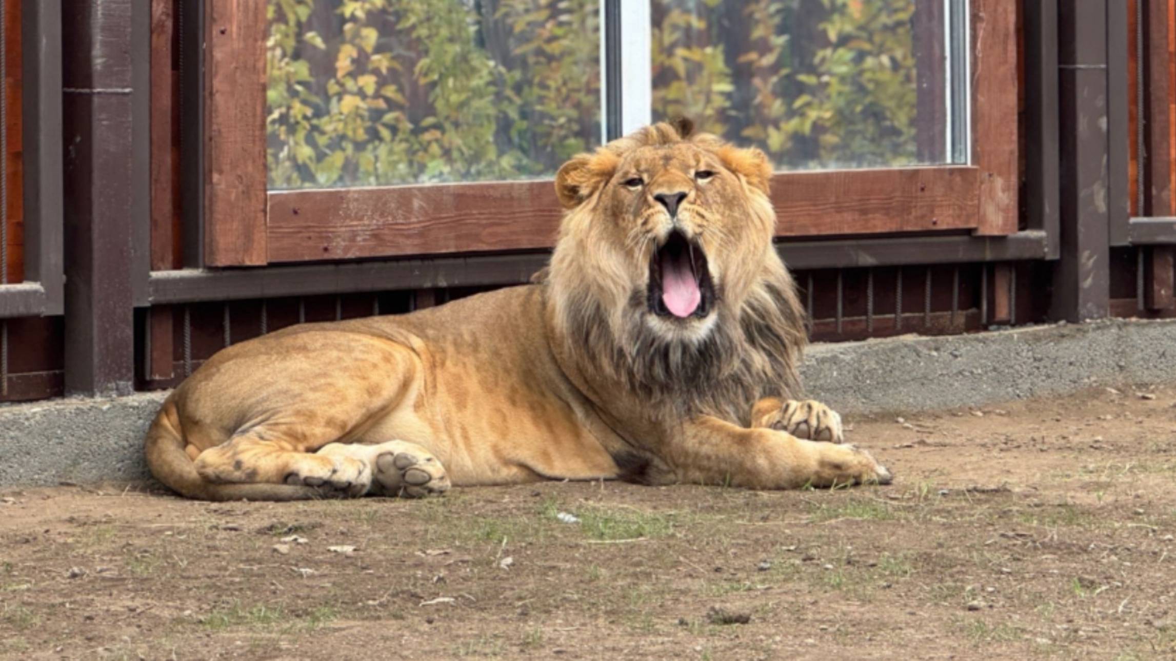 Осенняя фантазия. Шерхан Порш и Симочка.