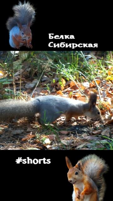 Белка ищет в листве еду