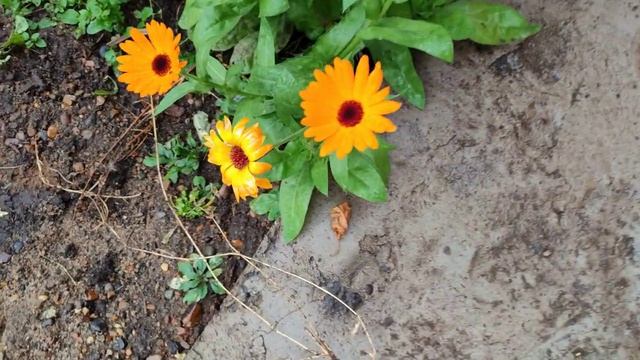 «Вести с полей» — закрытие сезона