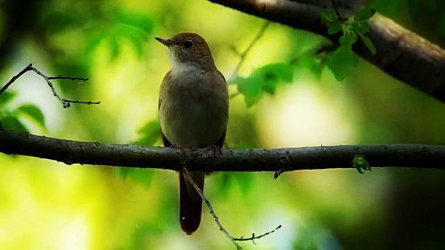 Звук природы. Птицы. Пение соловья
