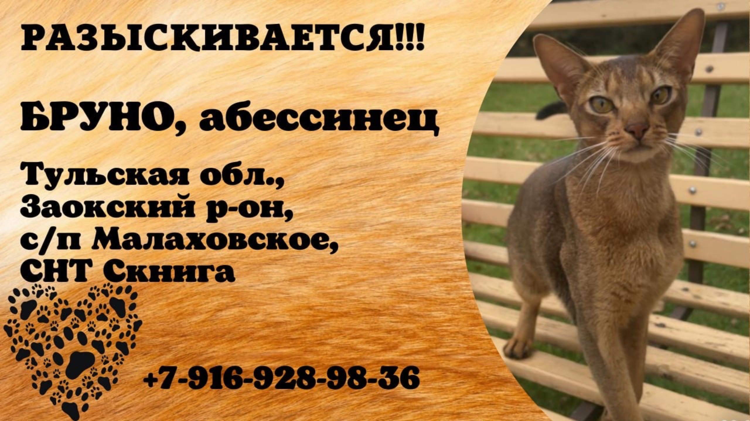 Пропал кот! БРУНО, абессинец. Тульская обл., Заокский р-н, с/п Малаховское.