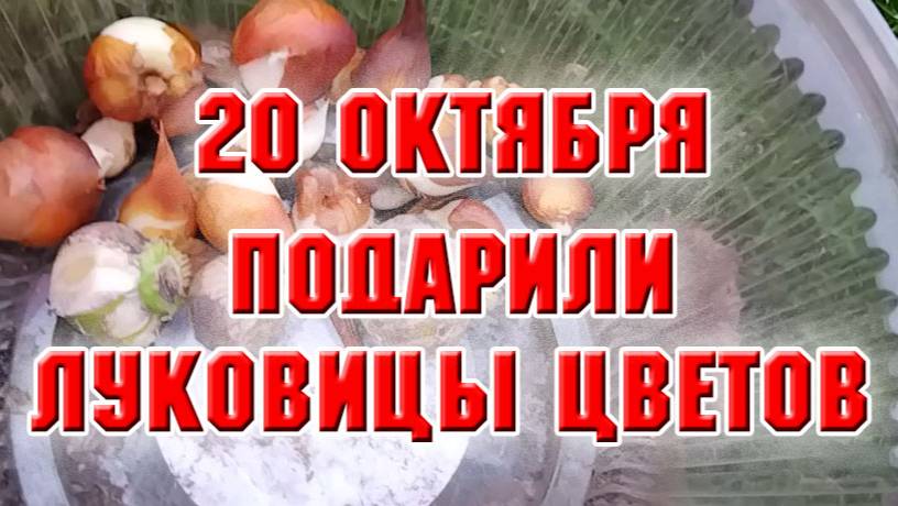 20 октября. Мне дали луковицы цветов, надо их посадить