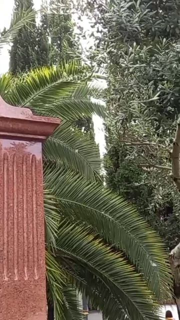 КТО привез пальмы в Россию?