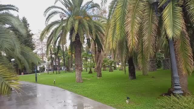 Откуда пальмы в Сочи?