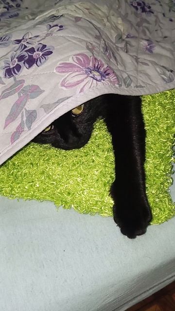 Кот в холодных домашних условиях.