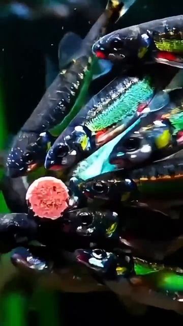 Гольян_(Phoxinus_phoxinus)_из_Китая_обедает