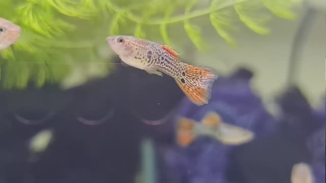 Взял новых Гуппи. Меня критиковать нельзя, ввожу запрет? 🛑