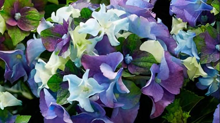 Как сохранить крупнолистную гортензию в прикопе.