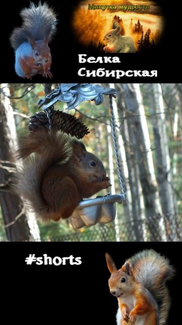 Белка в теплый осенний денек